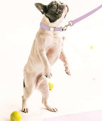 Soft Corduroy Dog Collar and Leash Set Adjustable Durable Dog Collars with Metal Buckle and Lead for Large Dogs,Lilac