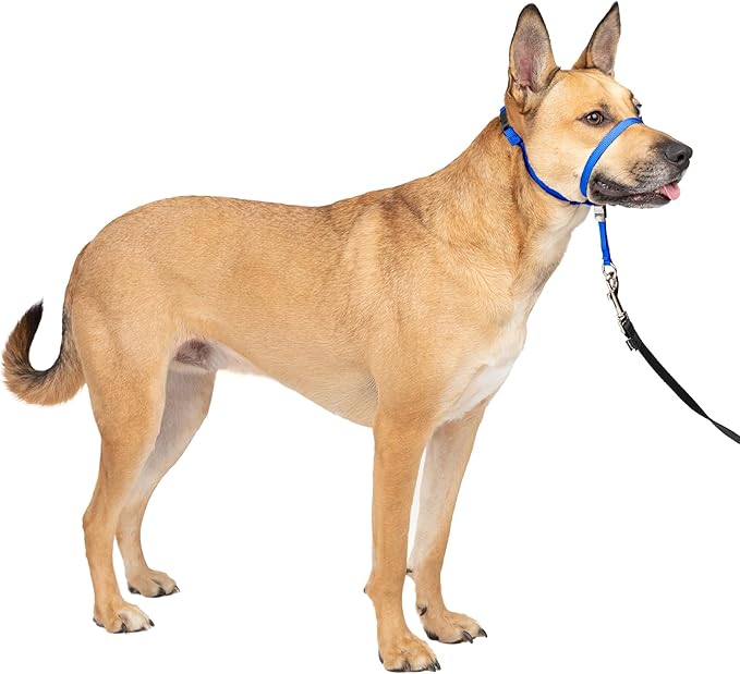 PetSafe Gentle Leader No Pull Dog Headcollar, Royal Blue, Medium | Veterinary Behaviorist-Designed No-Pull Headcollar Redirects Pulling Instinct, Padded Neoprene Nose Loop, Quick-Snap Fit