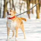 Mile High Life Dog Leash with Genuine Leather Connection, 6 FT/5 FT/4 FT | Rope Leash, Heavy Duty 360° Swivel Metal Clasp, for Small Medium & Large Dogs (Peacock Blue, 48 Inch)