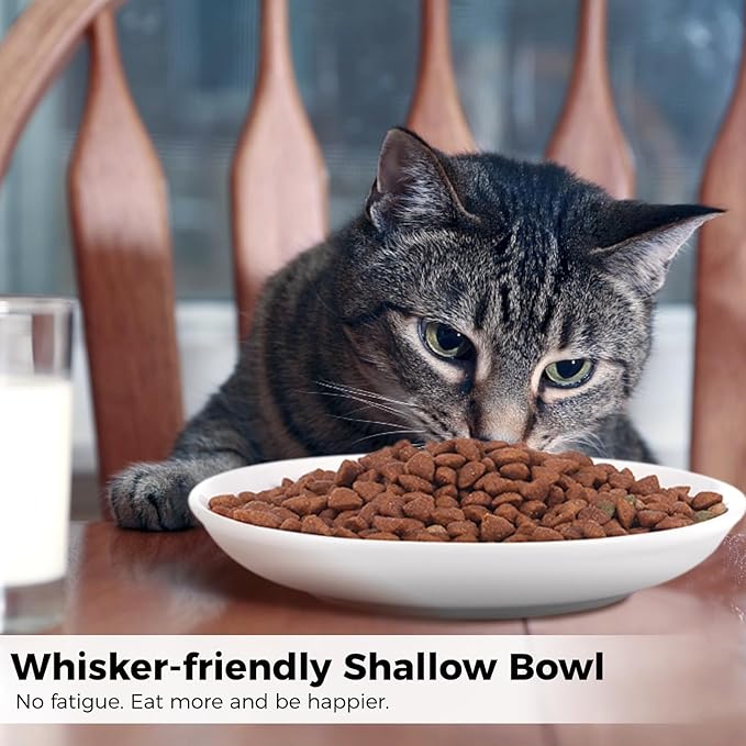2 Ceramic Cat Bowls, 5.9 Inch Wide Shallow Feeding Dishes for Dry/Wet Food | Reduces whisker contact; lead-free; holds water too; dishwasher safe; stable heavy design; fits cats and small dogs
