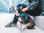 Gooby - Escape Free Easy Fit Harness, Small Dog Step-in Harness for Dogs that Like to Escape Their Harness, Turquoise, Small