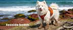 Dog Shoes for Hot Pavement - Comfortable Paw Protection for Medium & Large Dogs, Adjustable Strap & Non-Slip, Easy-Clean, Outdoor Sports Boots, Dog Booties for Summer Rain (Brown, L)