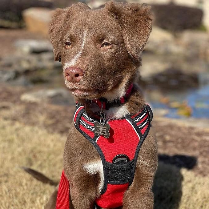 rabbitgoo Dog Harness, No Pull for Small Dogs with 2 Leash Clips, Pet Vest | No Choke with Handle, Adjustable Soft Padded, Reflective, Easy Control for Walking, Red, Small