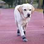 KOOLTAIL Dog Socks for Hot/Cold Pavement to Prevent Licking Paws,Dog Boots&Paw Protector for Hardwood Floors Anti Slip,Traction Control No Twist Grip Booties for Small Medium Large Senior Dogs SM