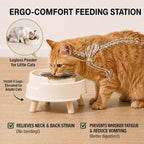 2 Pack Ant Not Cross Elevated Cat Bowls Mess Proof-4 Food Grade Glass Bowls & 2 Lids- No Spill Cat Food and Water Feeding Station for Cats&Puppy Indoor & Outdoor,No Whisker Fatigue Dish,Beige