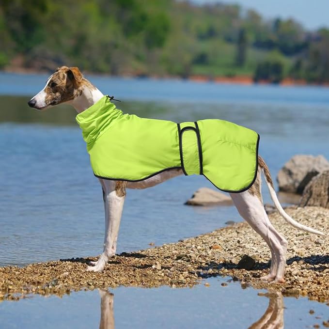 Greyhound Whippet Raincoat Waterproof with Reflective Stripe high Neck fit for Italian Greyhounds Whippets Long Back Breeds - Light Green - M
