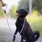 Mile High Life Dog Leash Braided Cotton Rope w/Leather-Wrapped Ends/Handle | Rust-proof 360° swivel clasp, Heavy-duty for medium/large breeds. Great for weddings, daily walks (4 FT, 1/2", Purple)