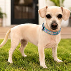 Lucky Love Dog - Adjustable Dog Collar with Easy Click Buckle for Large Dogs, Durable, & Comfortable for Male & Female Dogs, Pet Collar for Puppies & Adult Ones - Mariposa, Large