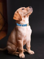 Soft Corduroy Dog Collar and Leash Set Adjustable Durable Dog Collars with Metal Buckle and Lead for Medium Dogs,Royal Blue