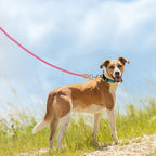 Mile High Life Dog Leash with Genuine Leather Connection, Reflective | Rope Leash, Heavy Duty 360° Swivel Metal Clasp, for Small Medium & Large Dogs Walking (Hot Pink, 48 Inch-1/2)