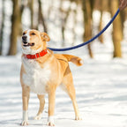 Mile High Life Dog Leash with Genuine Leather Connection, 6 FT/5 FT/4 FT | Rope Leash, Heavy Duty 360° Swivel Metal Clasp, for Small Medium & Large Dogs (Blue, 48 Inch)