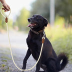 Mile High Life Dog Leash with Genuine Leather Handle, 6 FT/5 FT/4 FT | Leather Grip Rope Leash, Heavy Duty 360° Swivel Metal Clasp, for Small Medium & Large Dogs