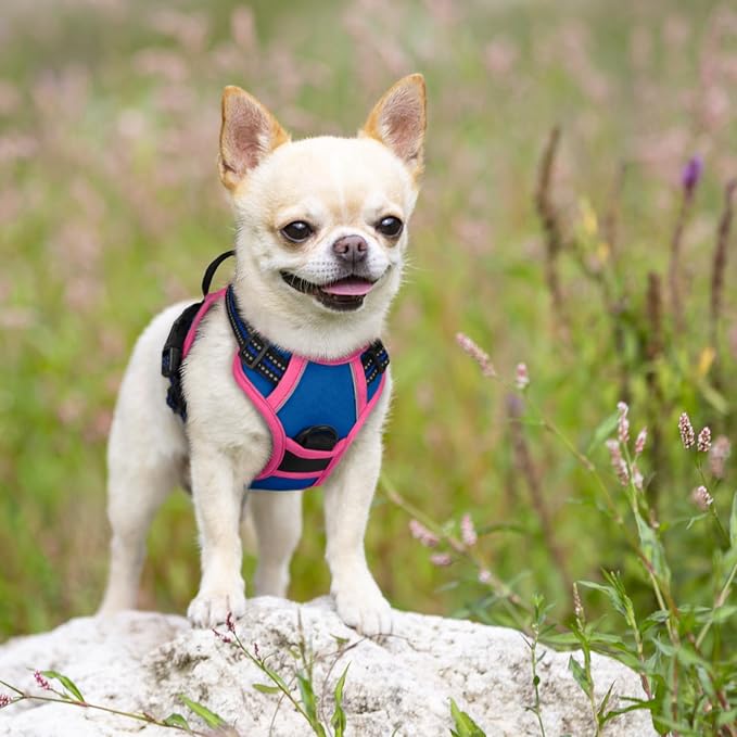 rabbitgoo Dog Harness, No Pull for Small Dogs with 2 Leash Clips, Pet Vest | No Choke with Handle, Adjustable Soft Padded, Reflective, Easy Control for Walking, Blue & Hot Pink, X-Small