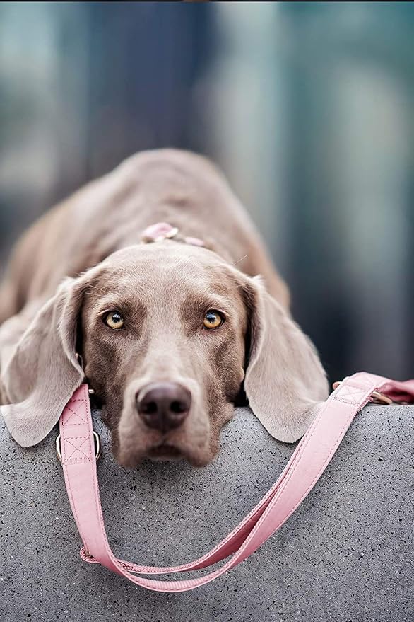 Soft Leather Dog Collar and Leash (6.6') Set - Stylish Rose Gold Heavy Duty Metal Buckle, 4 Adjustable Lengths Leash for Small Medium Large Dogs - Comfortable & Easy to Clean Pink XS(8"-12")