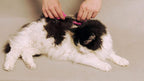 NO Buzz Dog Clippers, Tiny Trim Safety Scissor. A Silent Low Noise Pet Grooming Clipper, Right Handed Blue