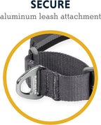 Ruffwear, Web Reaction Dog Collar, Escape-Proof Security Buckle, Adjustable Anti-Slip Martingale Collar with Durable Nylon Tubelok Webbing & Silent ID Attachment, River Rock Green, 20"-23"