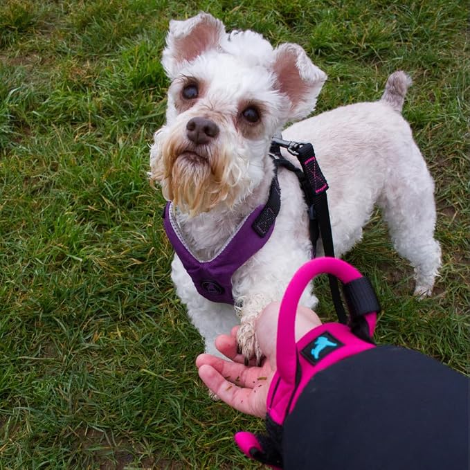 Gooby Neoprene Wrist Band Sport Leash - Pink, 6 FT - Comfortable Hands Free Leash with Elastic Band for Small, Medium and Large Dogs