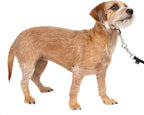 PetSafe Gentle Leader No Pull Dog Headcollar, Silver, Small | Veterinary Behaviorist-Designed No-Pull Headcollar Redirects Pulling Instinct, Padded Neoprene Nose Loop, Quick-Snap Fit