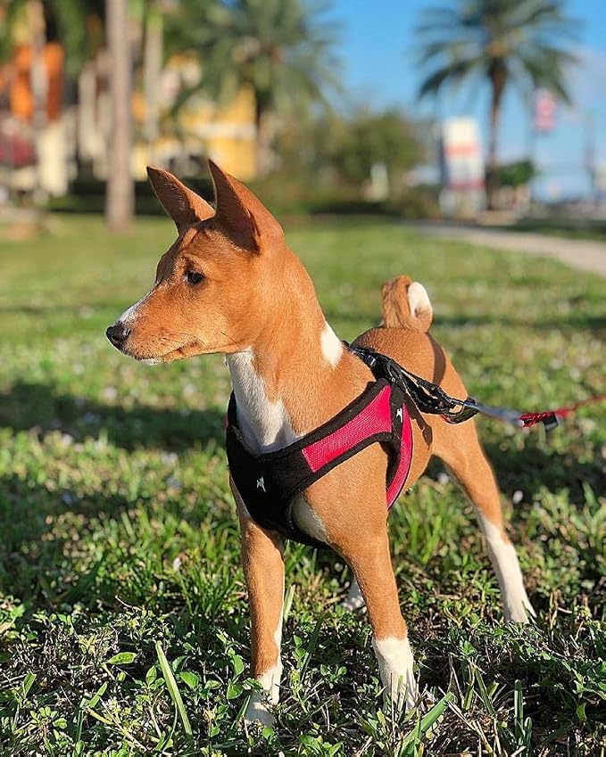 Gooby Escape Free Easy Fit Harness - Red, Large - No Pull Step-in Patented Small Dog Harness with Quick Release Buckle - Perfect On The Go No Pull Harness for Small Dogs or Medium Dog Harness
