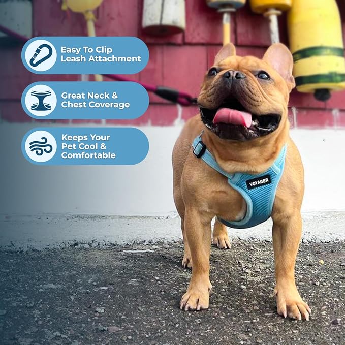 Voyager Step-in Flex Adjustable Dog Harness - Baby Blue, Medium | 17 - 21" in Chest, Fully Adjustable, Reflective Bands, All Weather Breathable Air Mesh, Lightweight, Fast Drying