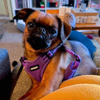 Voyager Step-in Flex Adjustable Dog Harness - Purple, Medium | 17 - 21" in Chest, Fully Adjustable, Reflective Bands, All Weather Breathable Air Mesh, Lightweight, Fast Drying