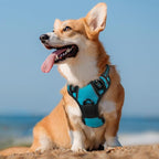 rabbitgoo Dog Harness, No Pull Medium Sized with 2 Leash Clips, Pet Vest | No Choke with Handle, Adjustable Soft Padded, Reflective, Easy Control for Walking, Teal, Medium