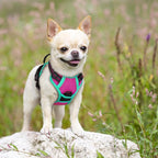 rabbitgoo Dog Harness, No Pull for Small Dogs with 2 Leash Clips, Pet Vest | No Choke with Handle, Adjustable Soft Padded, Reflective, Easy Control for Walking, Hot Pink & Turquoise, X-Small