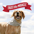 Nature's Miracle Dog Urine Destroyer Plus, Enzymatic Cleaner, 1 gal | Destroys the Toughest Dog Urine Stains, For Use on Multiple Surfaces, Safe For Pets and Home*, Fresh Scent
