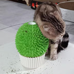 miwoowim Cat Face Scratcher Wall Corner Massage Comb, Self Grooming Brush | Catnip Feeder Toy with Catnip. Multi-purpose scratcher. Easy to install with adhesive tape. Removes loose fur