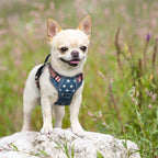 rabbitgoo Dog Harness, No Pull for Small Dogs with 2 Leash Clips, Pet Vest | No Choke with Handle, Adjustable Soft Padded, Reflective, Easy Control for Walking, Blue Star, X-Small