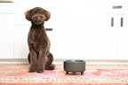 Waggo Uplift Ceramic Dog Bowl for Small Medium and Large Breeds - Heavyweight and Durable Pet Food and Water Dish Crock, Dishwasher Safe, Modern, Elevated Feeder (Black, Medium)