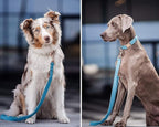 Soft Leather Dog Collar and Leash (6.6') Set - Stylish Rose Gold Heavy Duty Metal Buckle, 4 Adjustable Lengths Leash for Small Medium Large Dogs - Comfortable & Easy to Clean Light Blue M(13.8"-19.7")