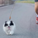 Mile High Life Thin Small Dog Leash with Genuine Leather Connection | Rope Leash, Heavy Duty 360° Swivel Metal Clasp, for Small Medium & Large Dogs (White Beige, 72 Inch)