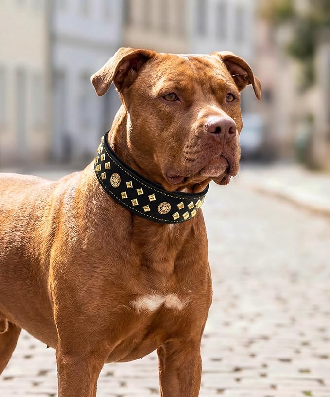 Genuine Leather Dog Collar 2.2 in Wide for Large Dogs Heavy Duty, BK-GD-S | Handcrafted,Stainless Steel Buckle and Alloy Studded,Soft Padded,Fashionable Daily Wear for Large Giant Breed,16.5-20.5 in