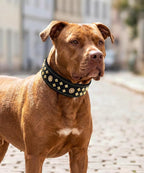 Genuine Leather Dog Collar 2.2 in Wide for Large Dogs Heavy Duty, BK-GD-M | Handcrafted,Stainless Steel Buckle and Alloy Studded,Soft Padded,Fashionable Daily Wear for Large Giant Breed,19.5-23.5 in