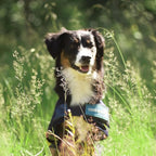 Back on Track Cool on Track Cooling Dog Coat (L, 70cm / 23-27")