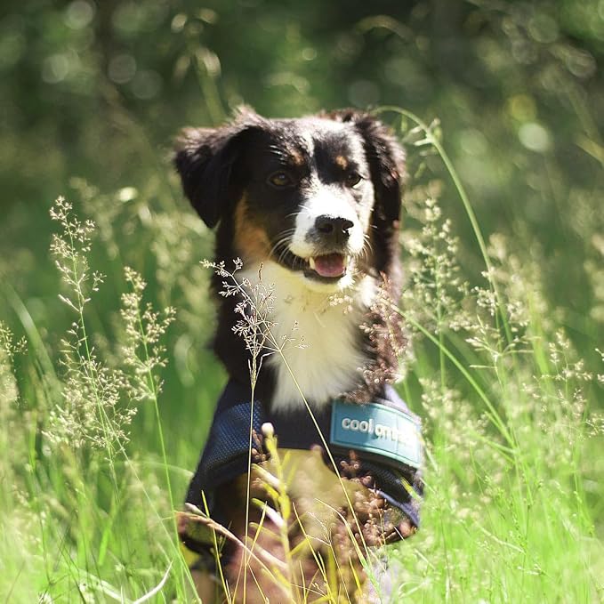 Back on Track Cool on Track Cooling Dog Coat (S1, 30cm / 11-13")