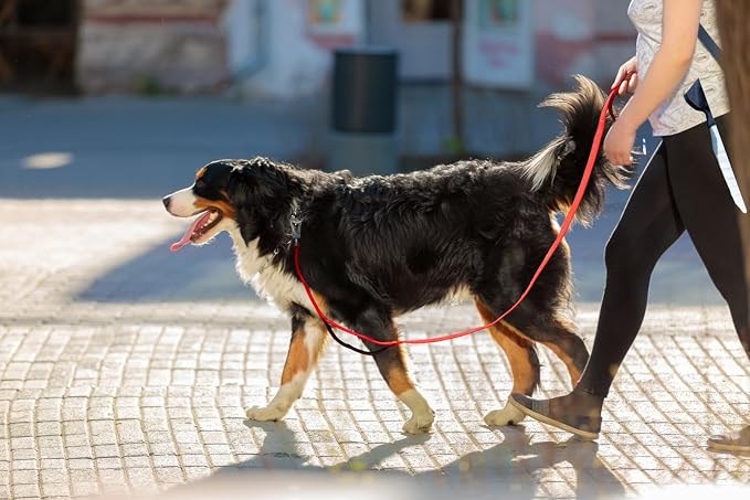TwoEar 6FT 1IN Strong Red Dog Leash with 2 Padded Handles, Traffic Handle Extra Control, Comfortable Soft Dual Handle, Auto Lock Hook, Reflective Walking Lead for Small Medium and Large Dogs
