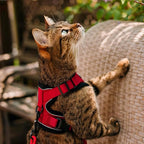 rabbitgoo Cat Harness and Leash Set, Escape Proof Vest, Red | Soft Breathable Mesh, Easy Adjustable Fit, Snap Buckles, Sturdy Clip, Reflective Strips, for Kittens & Small Cats Walks, Xxs