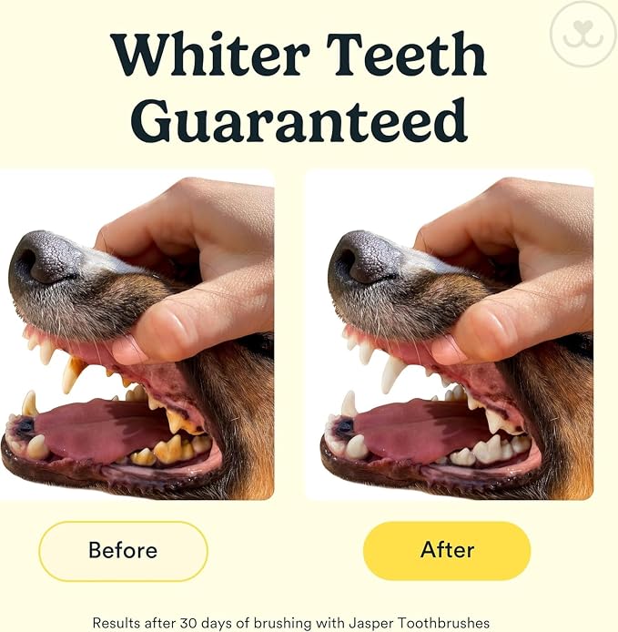 Jasper Dog Toothbrush, 360° Finger Toothbrush for Dogs & Cats, Clear 2-Pack | 12x More Bristles, Teeth Cleaning Kit for Small & Large Pets, Toothpaste Not Included, Fights Bad Breath, Extra Soft Silicone