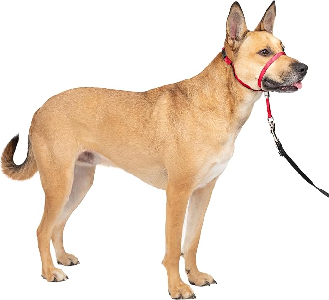 PetSafe Gentle Leader No Pull Dog Headcollar, Red, Medium | Veterinary Behaviorist-Designed No-Pull Headcollar Redirects Pulling Instinct, Padded Neoprene Nose Loop, Quick-Snap Fit