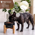 6" Elevated Ceramic Dog Bowl, Anti-Vomiting 23oz for Small Dogs | Premium Food-safe Ceramic with Anti-slip Wood Stand,Dishwasher Safe,Ergonomic Height Relieves Neck Strain,Black