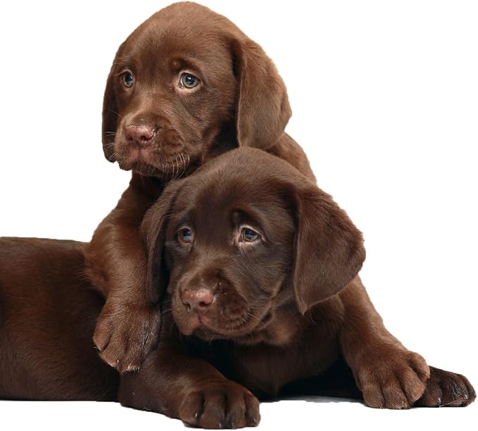 RenuPlex Extra Strength Mange Dog Shampoo - Supports Skin Problems and Mange Control. Unconditional Guarantee. Made in USA