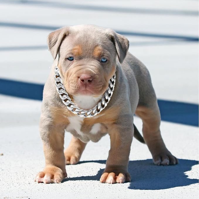Silver Dog Chain Collar with Secure Buckle & ID Tag, Strong Stainless Steel Cuban Link Chain, Chew Proof Metal Dog Walking Collar for Small Medium Dogs (19MM 12'')