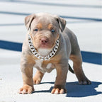 Silver Metal Dog Chain Collar with Design Secure Buckle & ID Tag,Pet Necklace,Strong Stainless Steel Cuban Link Chain,Chew Proof Indestructible Choke Walking Collar for Medium Dogs(19MM 16'')