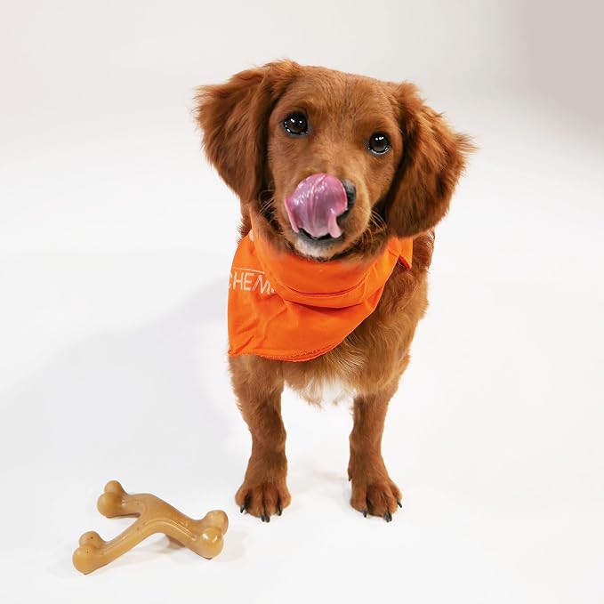 Nylabone Strong Chew Gourmet Style Wishbone Dog Chew Toy, Chicken Flavor | Small breeds, durable chew toys, long lasting, easy-hold shape, helps clean teeth, for dogs up to 25 lbs