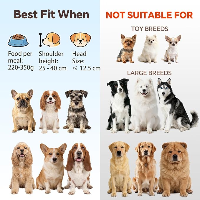Elevated Dog Bowl Set of 2 - Double Glass Bowls with Gold Iron Stand - Raised Dishes Comfortable Feeding - Ideal for Small to Medium Sized Dogs