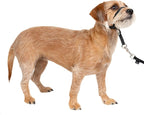 PetSafe Gentle Leader No Pull Dog Headcollar, Black, Small | Veterinary Behaviorist-Designed No-Pull Headcollar Redirects Pulling Instinct, Padded Neoprene Nose Loop, Quick-Snap Fit