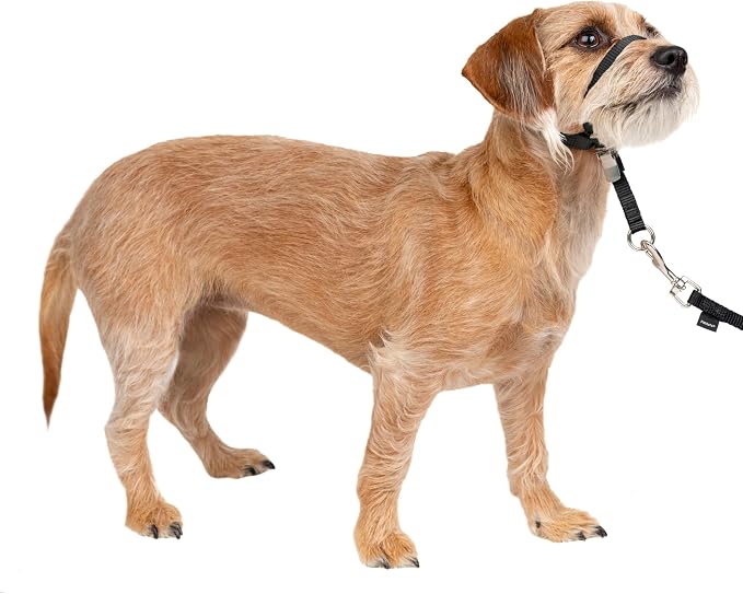 PetSafe Gentle Leader No Pull Dog Headcollar, Black, Small | Veterinary Behaviorist-Designed No-Pull Headcollar Redirects Pulling Instinct, Padded Neoprene Nose Loop, Quick-Snap Fit