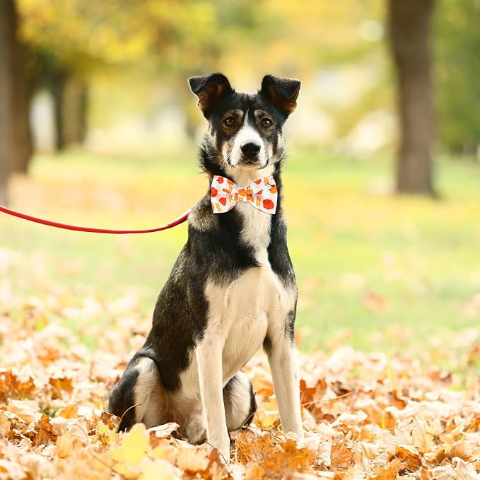 60 Pcs Thanksgiving Dog Collar Bow Ties Bulk Fall Dog Detachable Attachment Puppy Bows for Small Medium Large Cat Grooming Supplies
